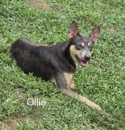 Ollie photo 2