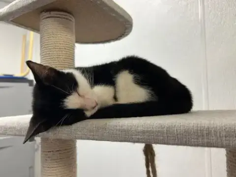 Misha And Magpie