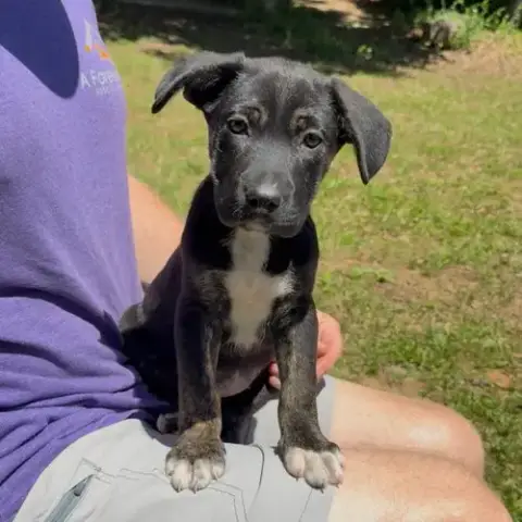 O Litter Oakley