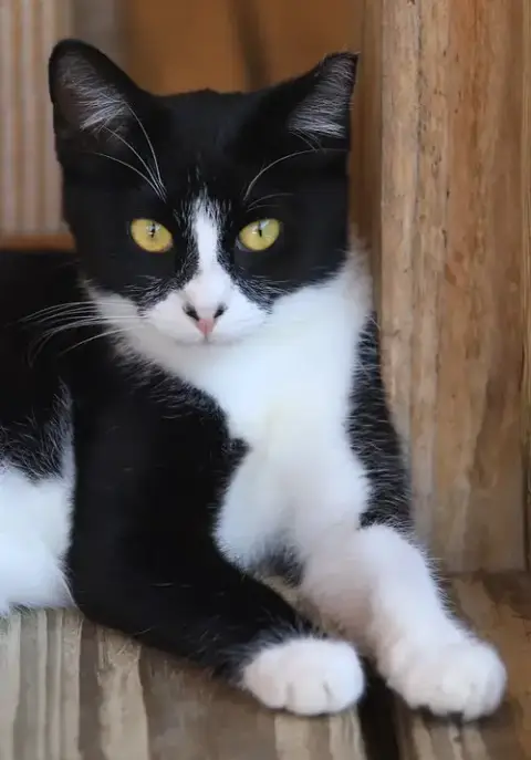 Domino photo 3