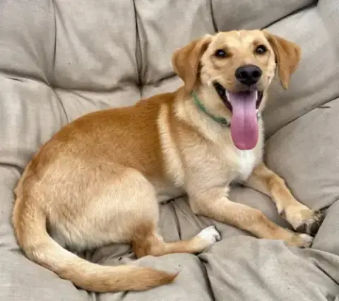 Puppy Mccoy photo 4