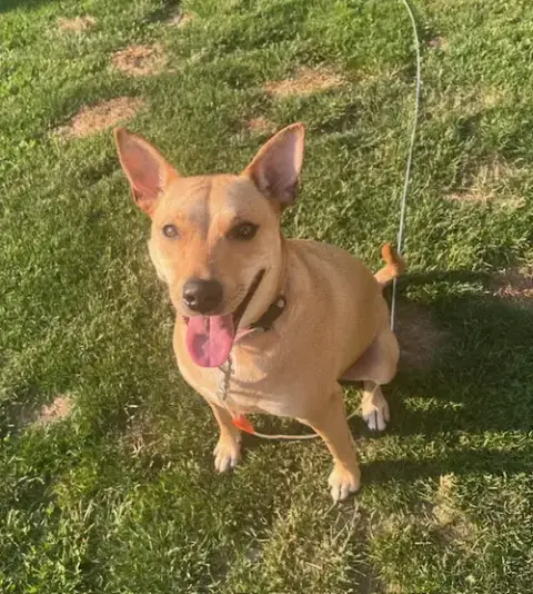 Sadie photo 2
