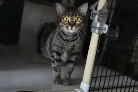 Miss Kitty photo 3