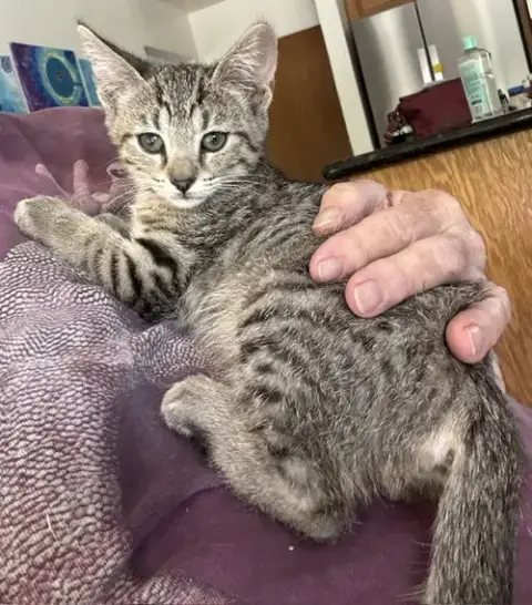 Stella