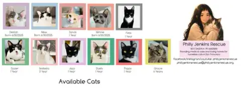 Mew photo 4