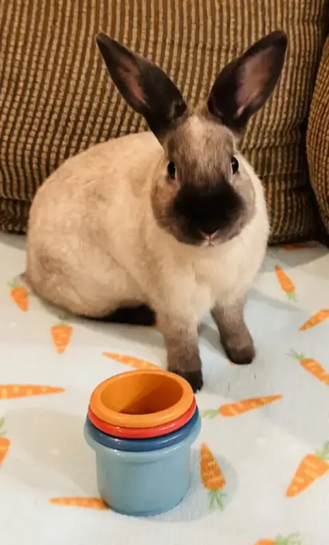 Oliver photo 4