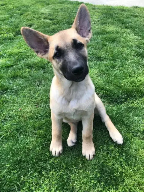 Leia photo 5