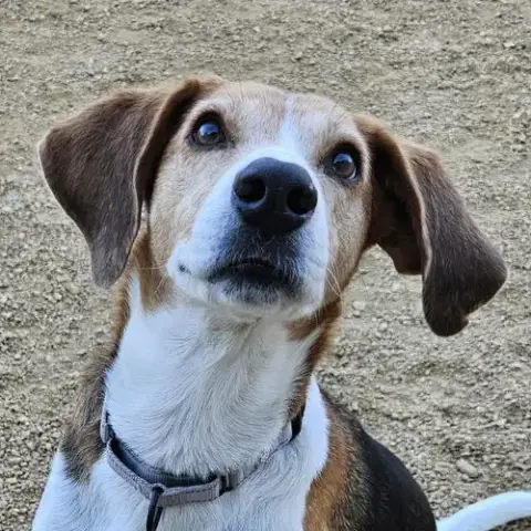 Kip