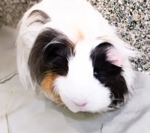 Cuddles