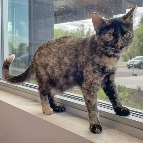 Zig Zag photo 2