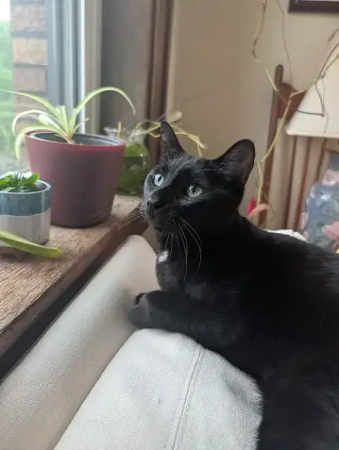 Pip