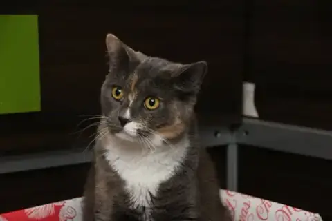 Mango photo 2