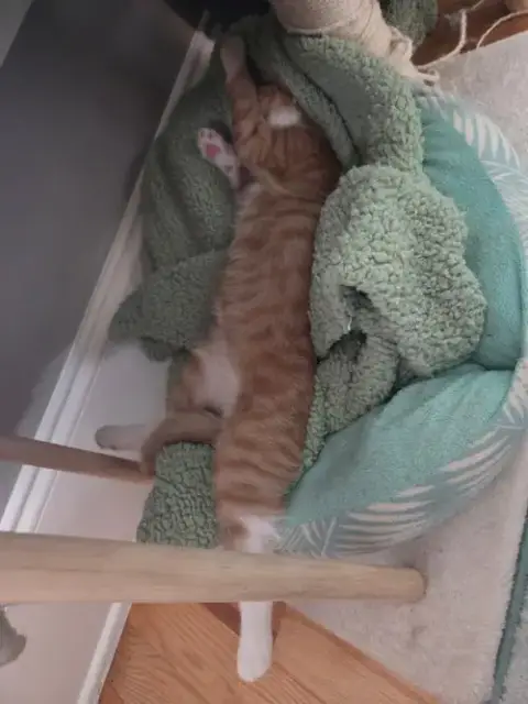 Peanut =^.^= photo 5