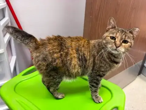 Bebe