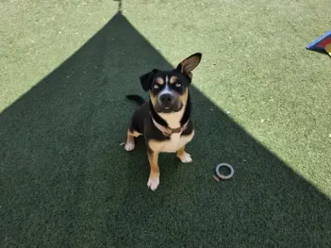 Dior-$75 Adoption Fee! Diamond Dog! photo 2