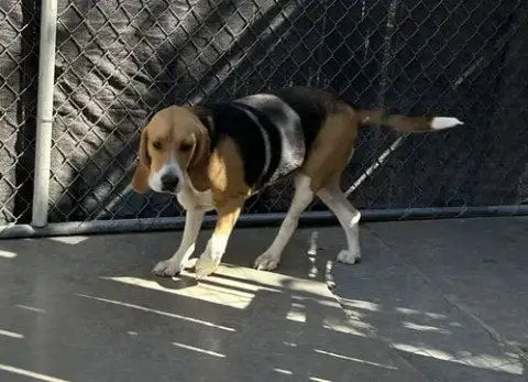 Ella-Adopted 6/17/26 photo 3