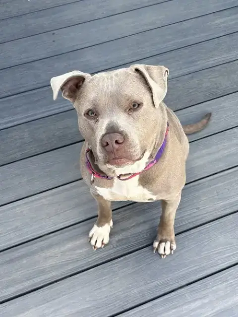 Nova The Nice