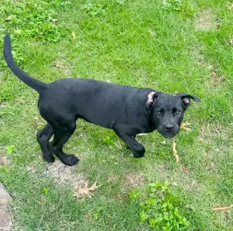Scout Rey photo 2
