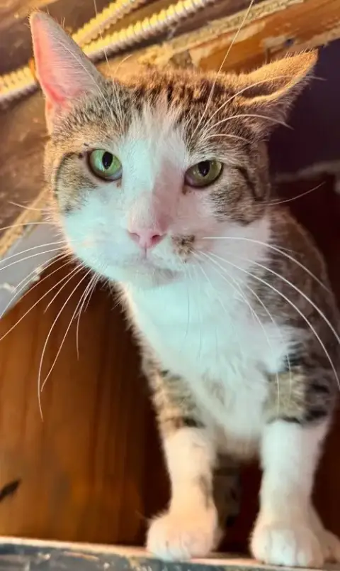 Catrick Swayzee