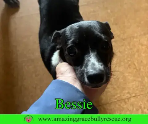 Bessie photo 3