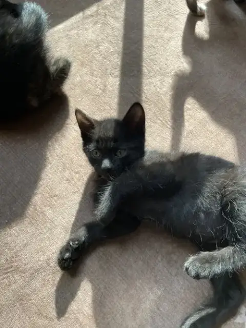 Wesley Kitten