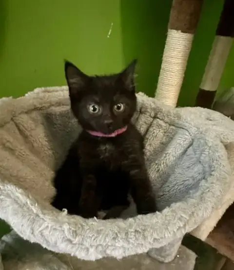 Melody Cats