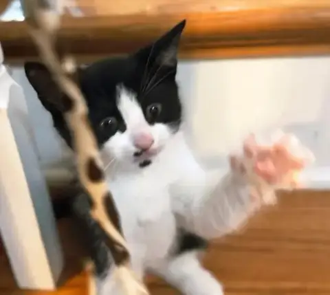 Kitten Oolong photo 4