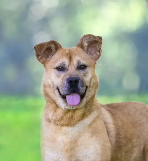 Yogi