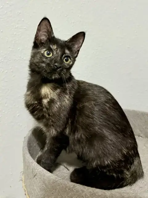 Josie photo 2
