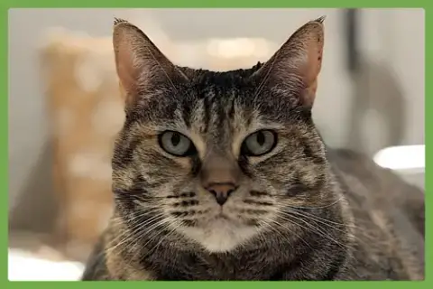 Mimi