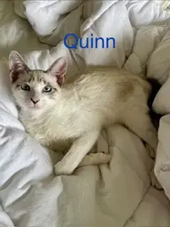 Quinn photo 2
