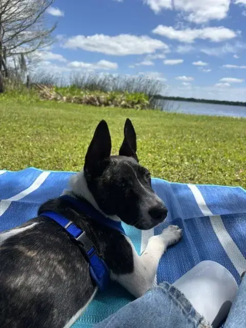 Neo Doglando Training Camp photo 3