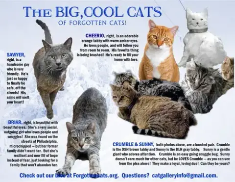 Big Cats:  11 Pounds+