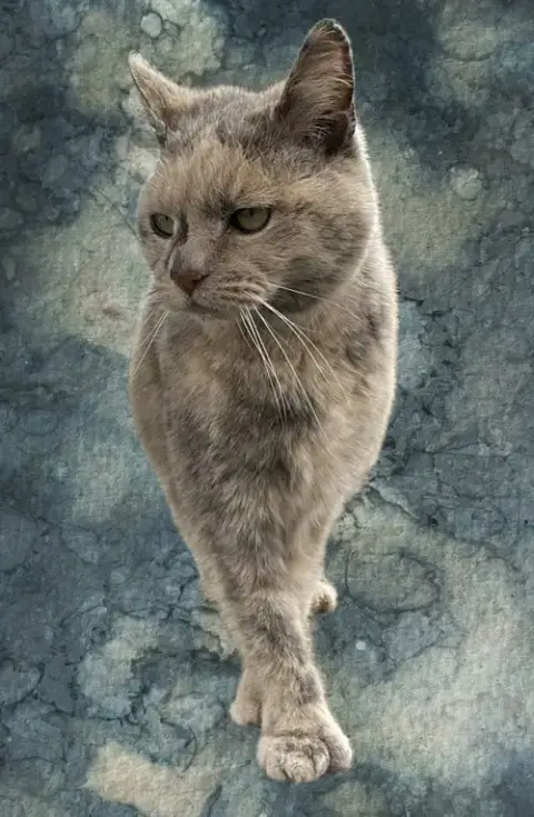 Ember