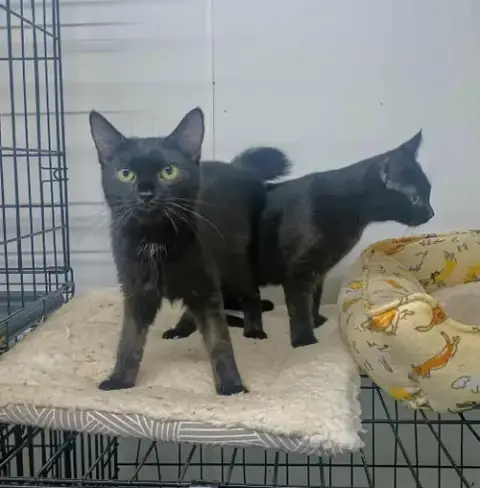 Mea And Lea *Bonded Pair*