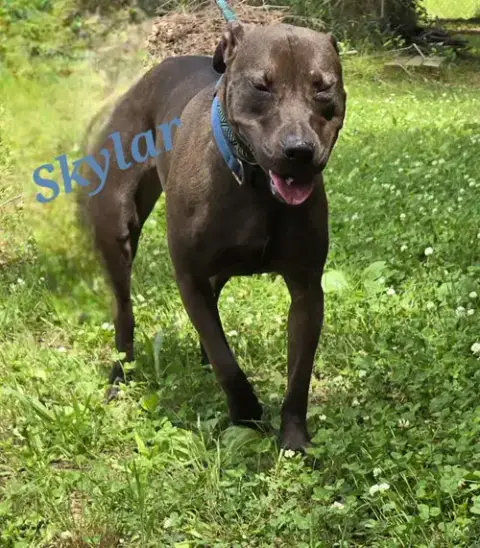 Skylar photo 3