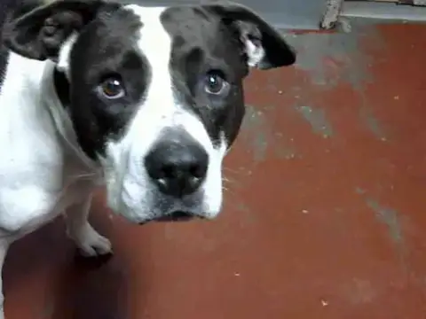 Sally Mae