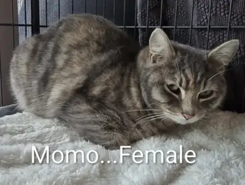 Momo photo 2