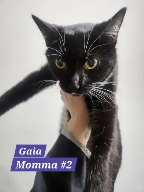 Gaia