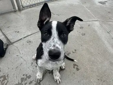 Rico