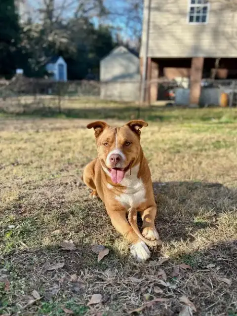 Duke
