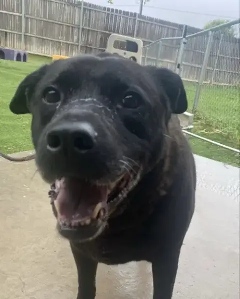 Delilah photo 2