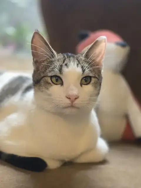 Kitty Taylor
