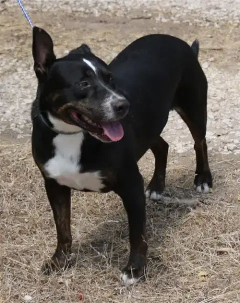 Brutus