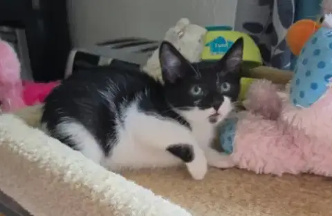 Sir Meowington photo 3