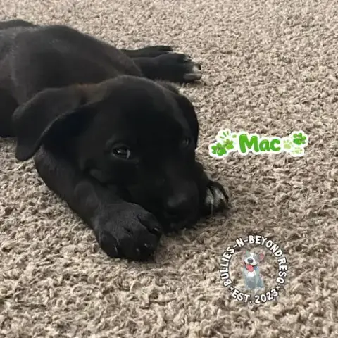 The M Litter; Mac