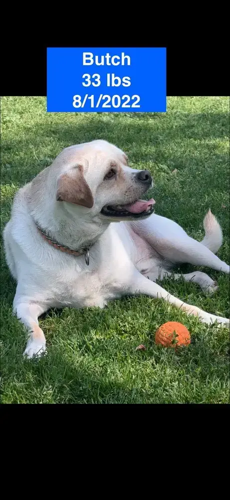 Butch 2026 photo 3