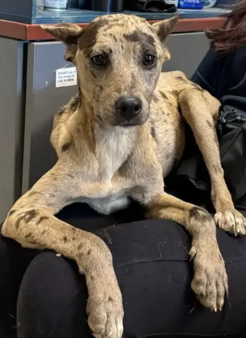 Jasmine: Not At Shelter photo 3