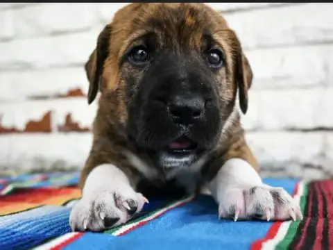 Nacho photo 2