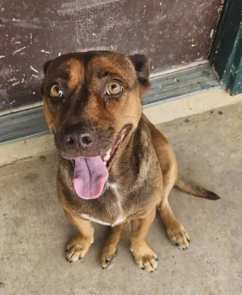 Hazel